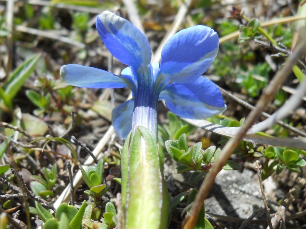 Fiore blu da determinare - Gentiana cfr. verna